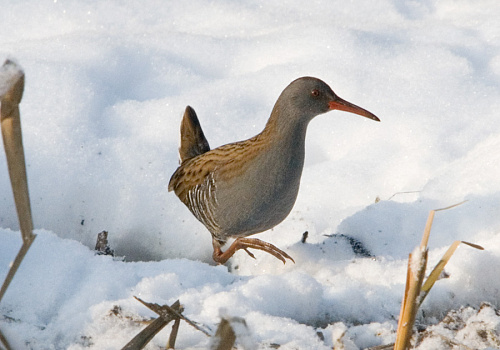 ������� ��������