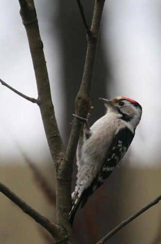 ����� ������ �����