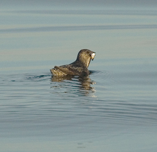 ������������� �����