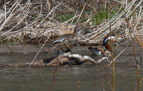 ���� ����������