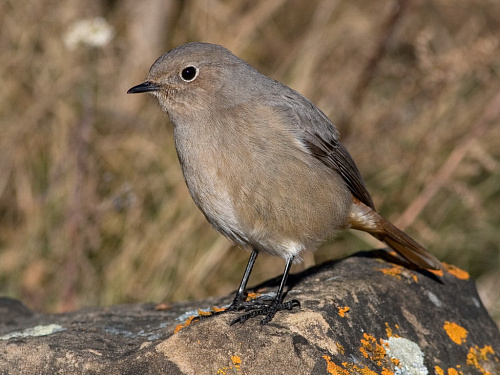 ������������ �����������, �����