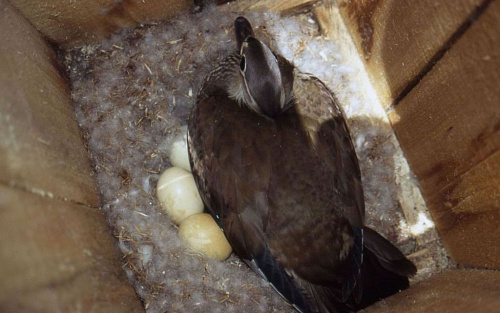 ����� ���������� � ��������.