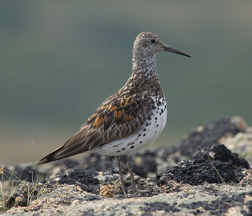 ������� ��������