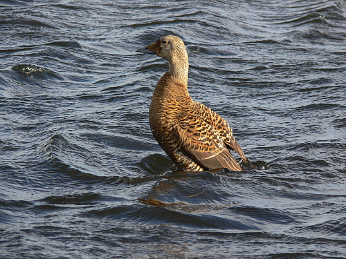 ������� ����