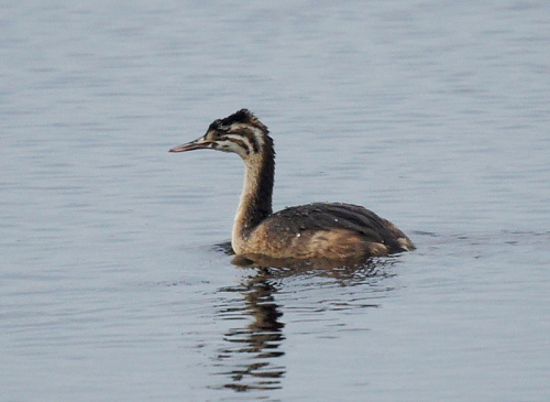 ��������� �������