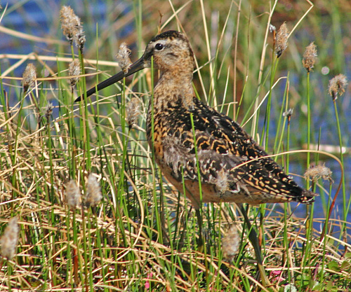 � ������