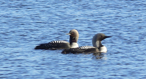 ���� ���������� �����