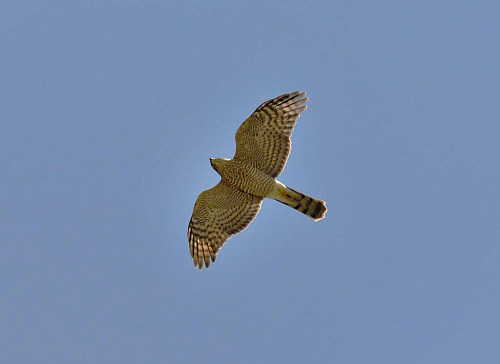 ����� ������������