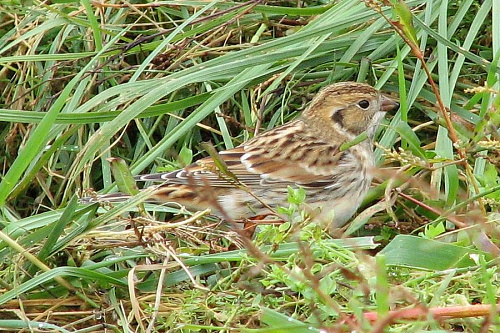 ����������� ����������