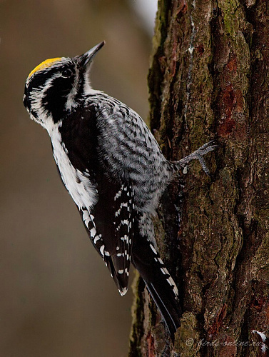 ��������� �����