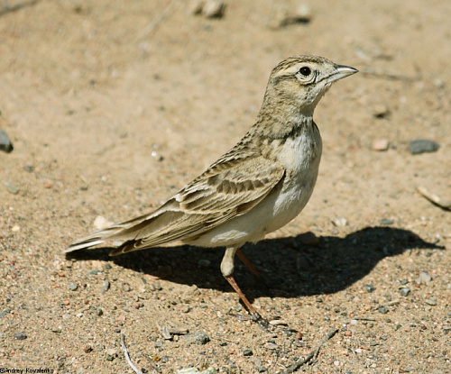 ����� ���������