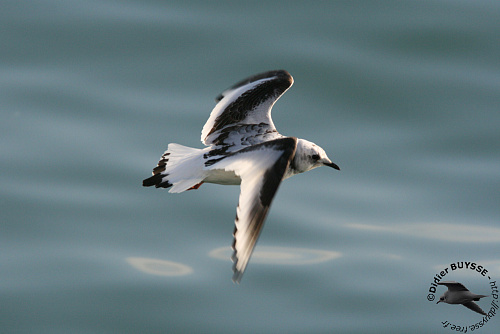 ������� �����