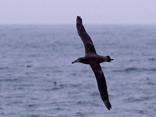 ���������� ���������