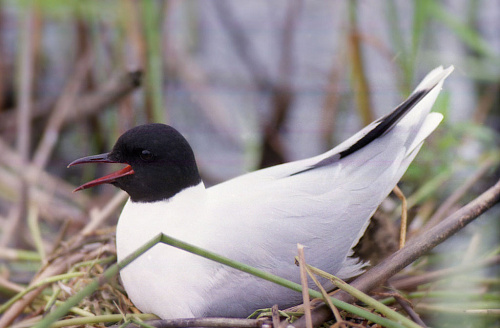 ����� �����