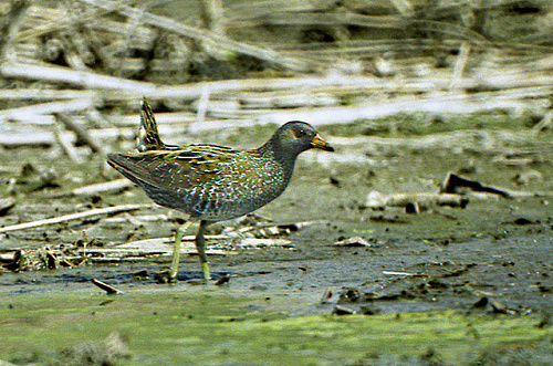 �������