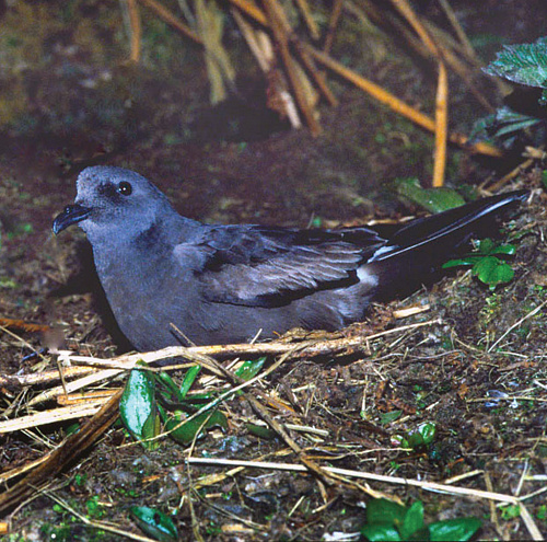 �������� �������