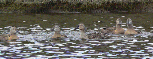 � ��������