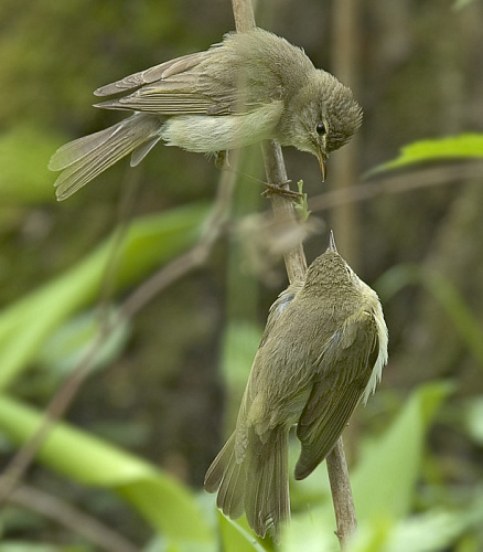 ����� � ������