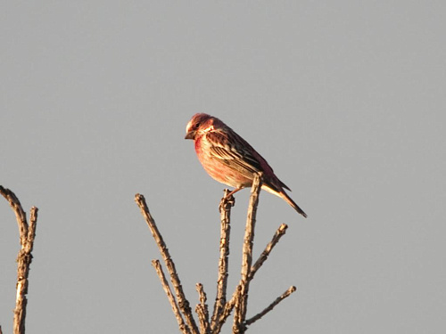 ���������  ��������