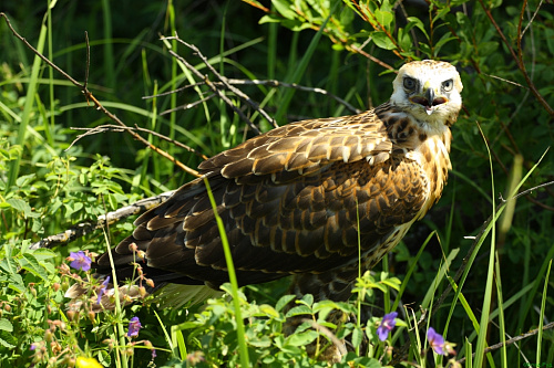 ����� ����������� ����������