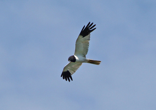 ����� ����