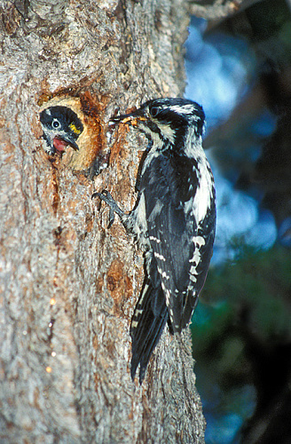 ��������� �����