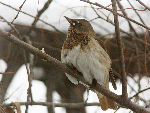 ����������� �����.