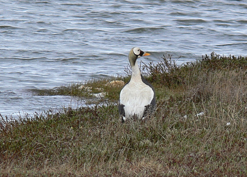 ����� ������� ����