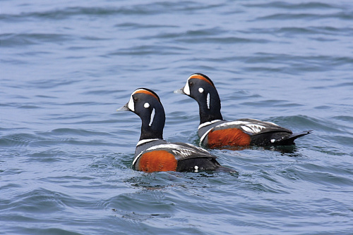 ��� ������ "������" 