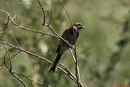 ���������� �������