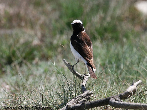 �������-��������