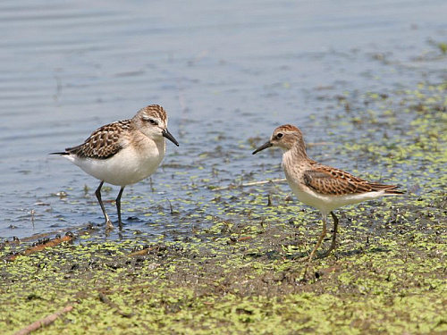 ����� �������� � ��������-������