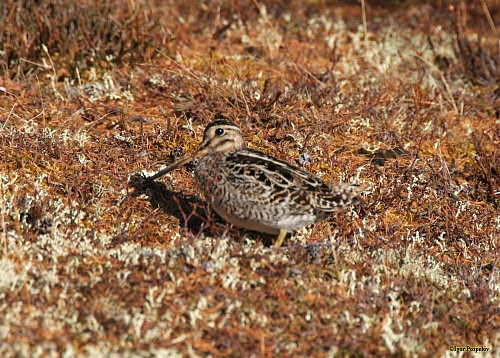 ��������� �����