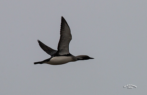 ����������� ������