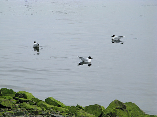 ����� �����