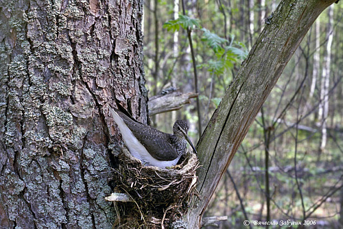 ������ �� ������