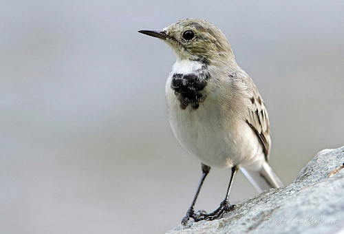 ����� ����������