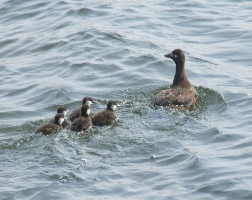 ����� ������� � ��������