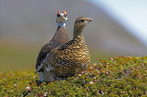 �������