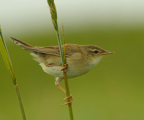 �������� �������