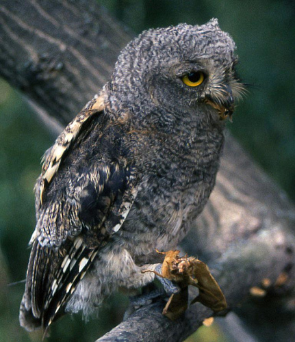 ������� ��������� �����