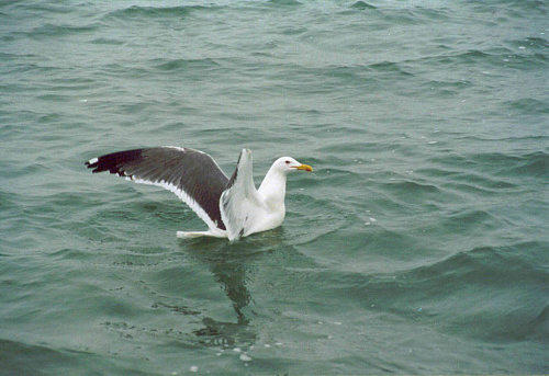 �������-��������� �����