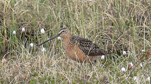 ������������ ������������ ����������