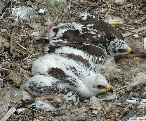 ������ �������� ����