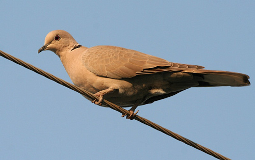 Короткохвостая горлица, самка