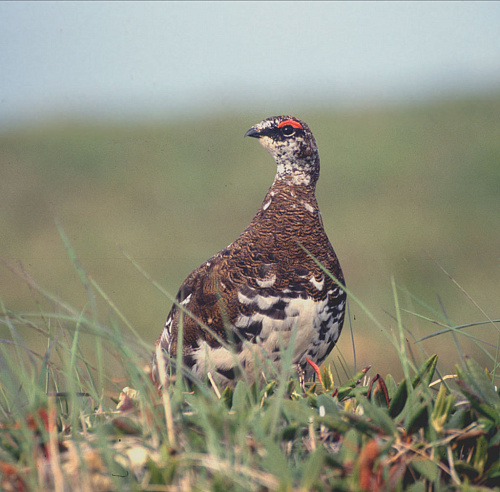 ��������� ���������