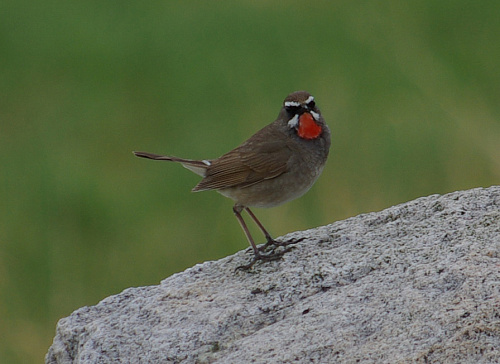 �������-�����������