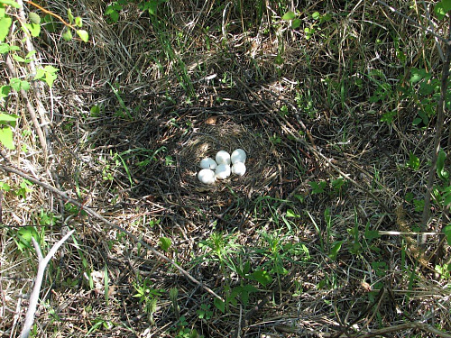 ������ �������� ����