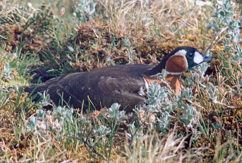 ����������� �������