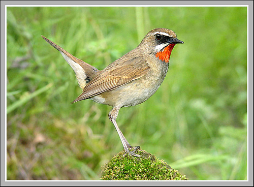 �������- �����������